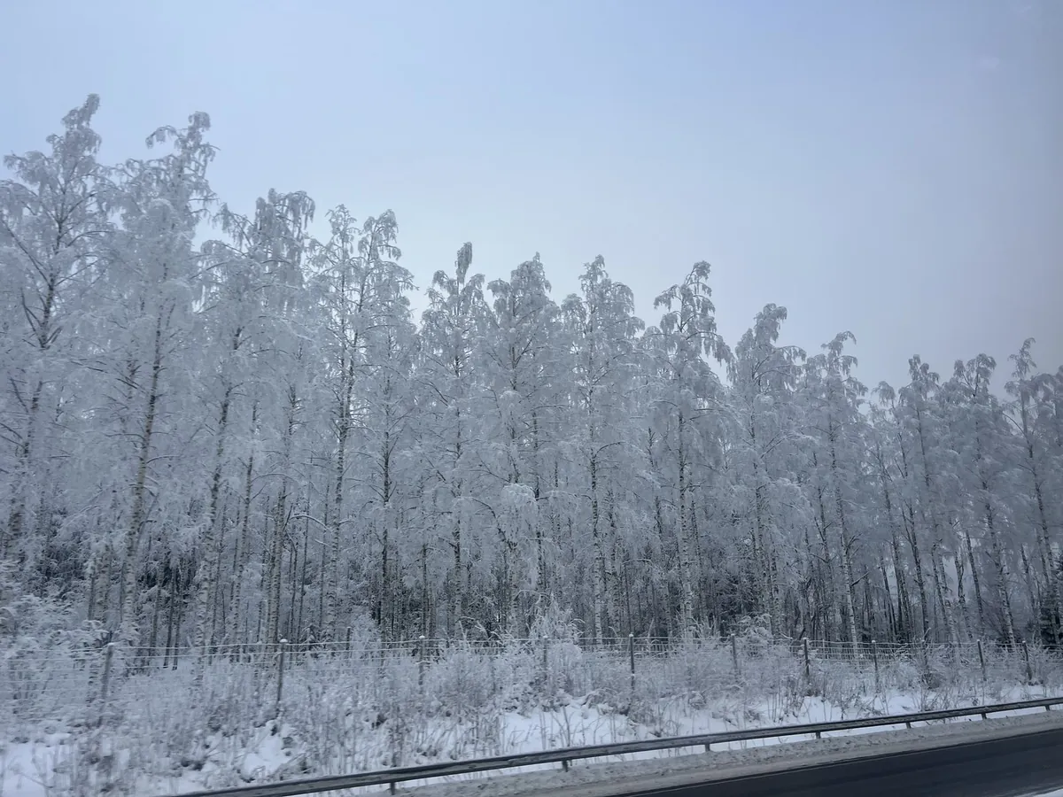 道路沿いに続く霧氷に覆われた白樺林