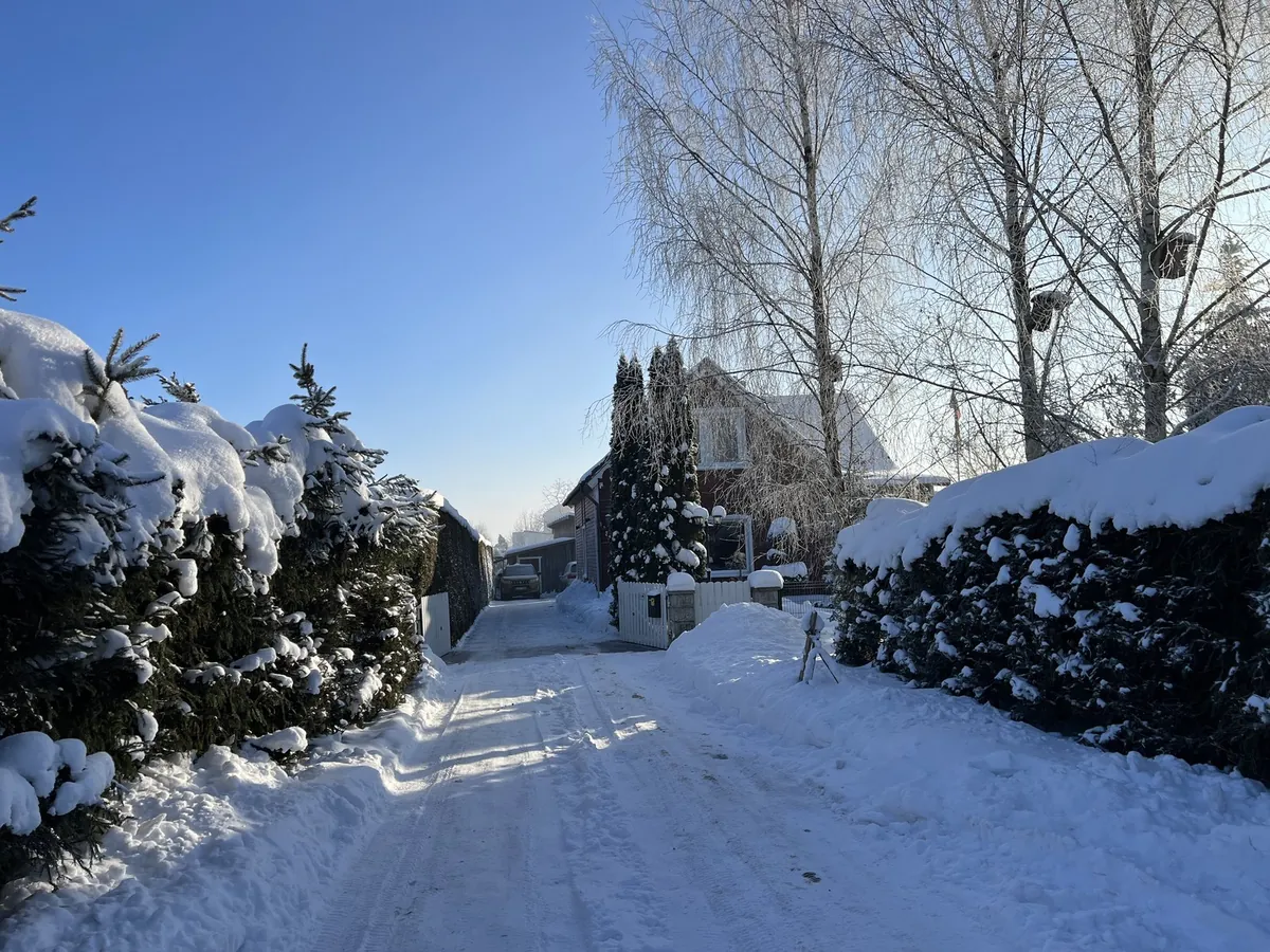 雪深い住宅街の小道と雪をのせた針葉樹の生垣